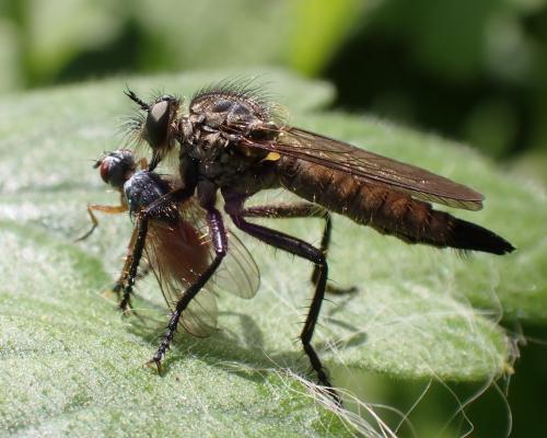 Didysmachus picipes